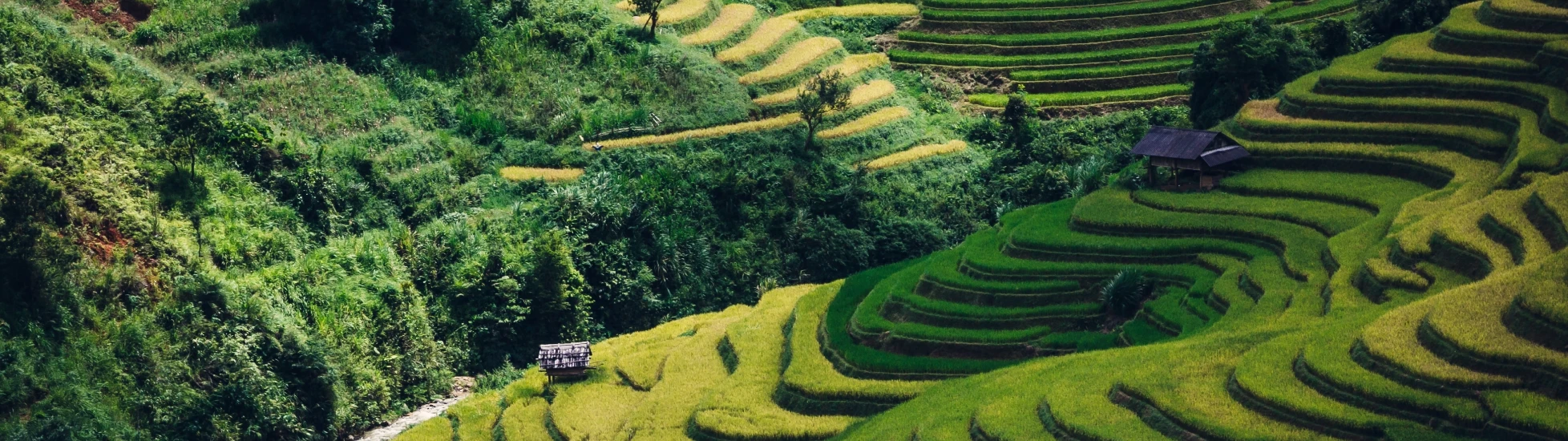 Tiered landscaping in Asia
